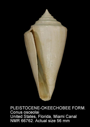 PLEISTOCENE-OKEECHOBEE FORMATION Conus osceolai.jpg - PLEISTOCENE-OKEECHOBEE FORMATION Conus osceolai Petuch,1991